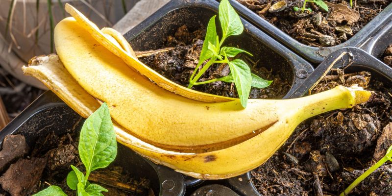 banana, bananin olupek, gnojilo, rastline