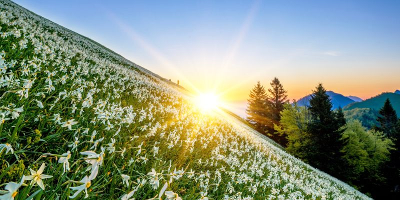 Golica, narcise (1).jpg