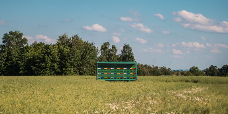 simbolična, panj, čebele, čebela, pomlad, čebelnjak