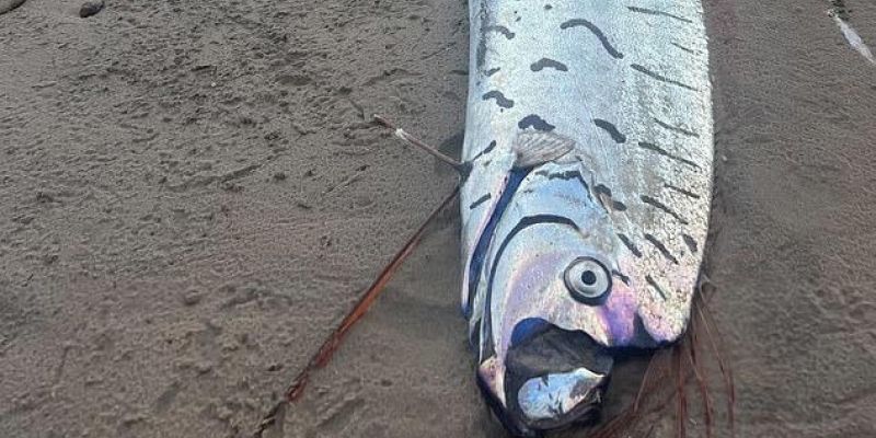 oarfish.jpeg