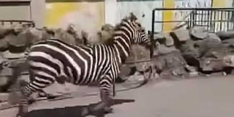 zebra, živalski vrt beograd.jpg