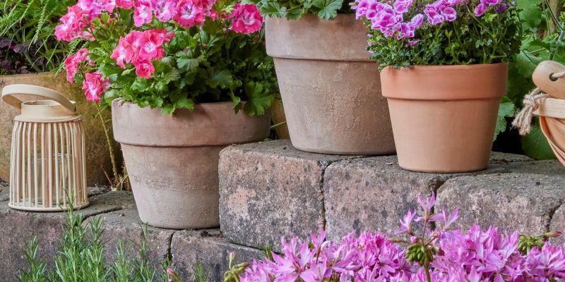 2025_Geraniums_3000_Serene_Garden_Getaway_10.jpg