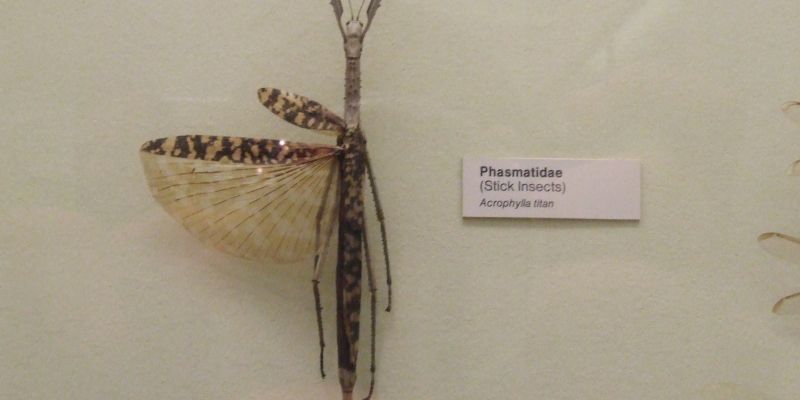 Acrophylla_titan_pinned.jpg