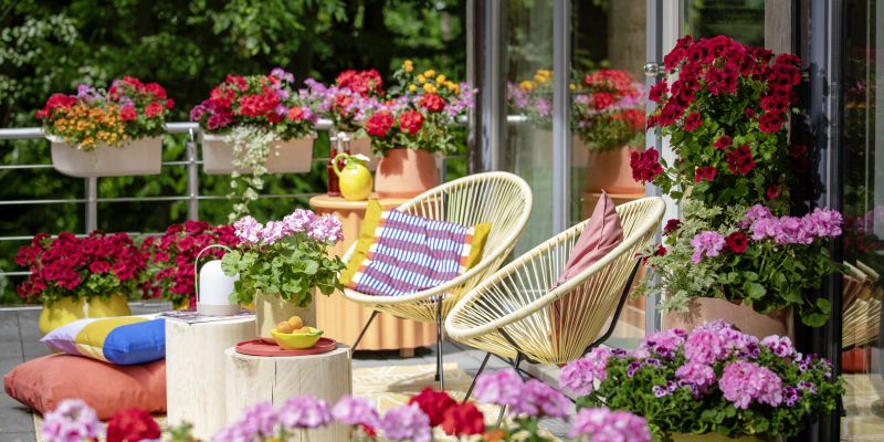 2025_Geraniums_5000_Joyful_Outdoor_Living_06 (1).jpg