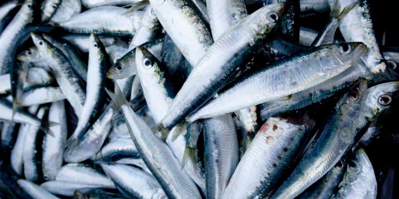 sardine, ribja tržnica, hrvaška