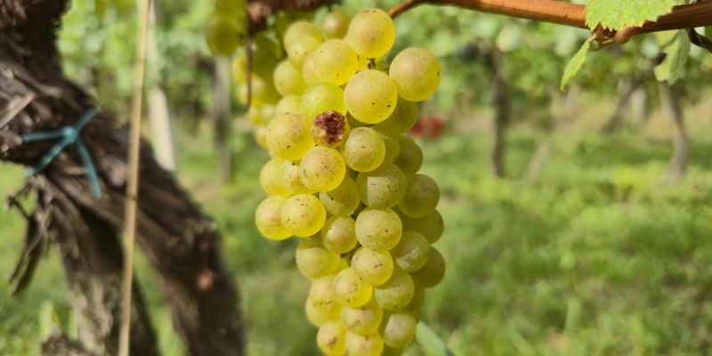 simbolična, bratva, grozdje, vinogradništvo, preša, grozd, trta, bolezen-trte