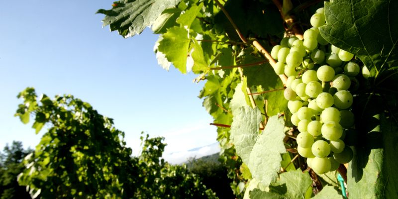vinograd, trta