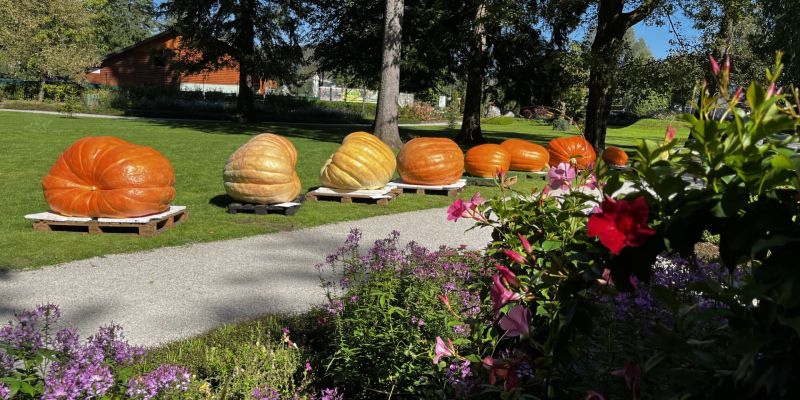 v-mozirskem-gaju-se-je-zacela-tradicionalna-razstava-buc-velikank-in-jesenskega-cvetja