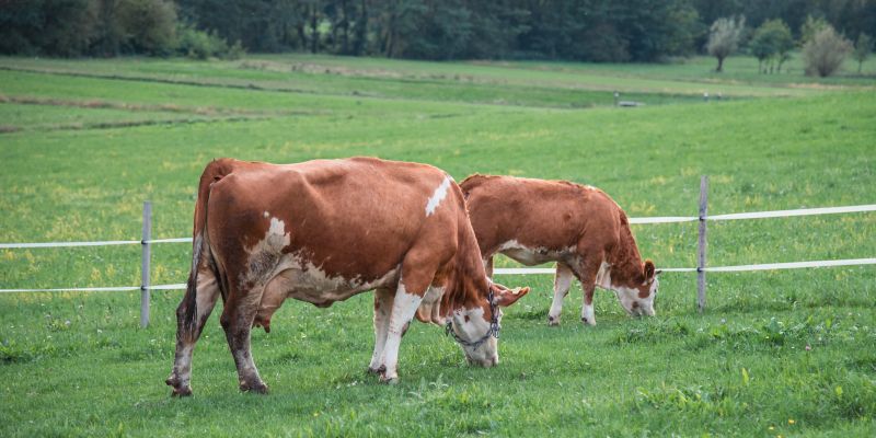 simbolična, krava, krave, govedo, kmetijstvo, živali, goveda, bik