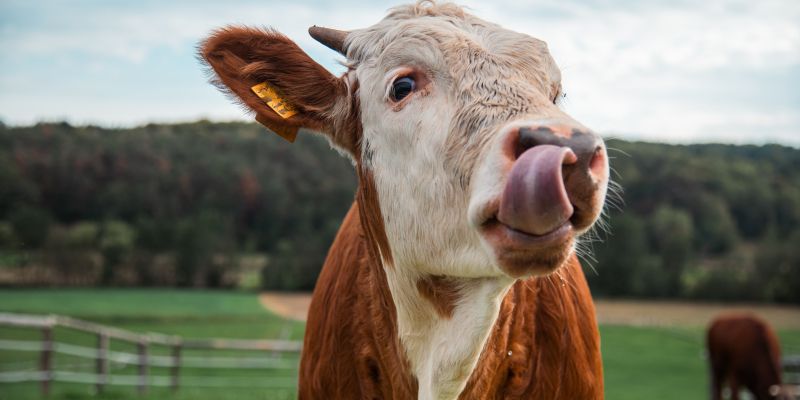 simbolična, krava, krave, govedo, kmetijstvo, živali, goveda, bik