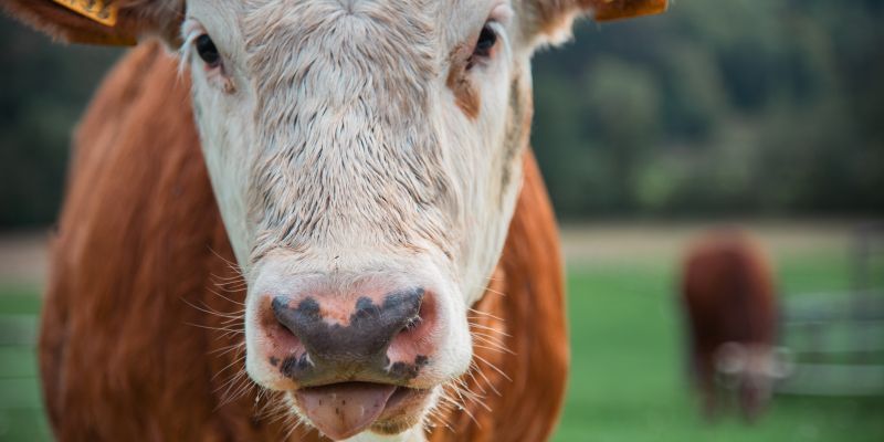 simbolična, krava, krave, govedo, kmetijstvo, živali, goveda, bik