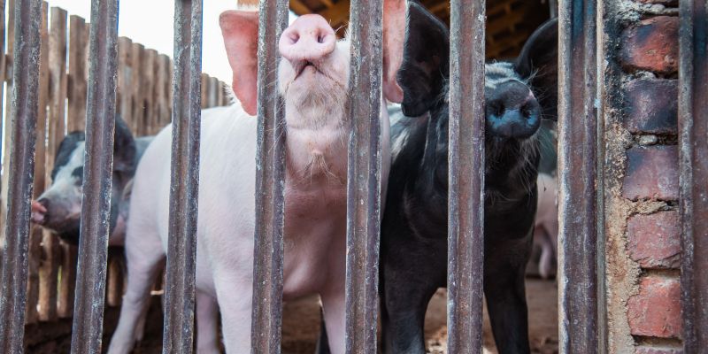 simbolična, pujs, prašič, svinja, svinjak, hlev, živali, kmetijstvo, prašički, prašičereja