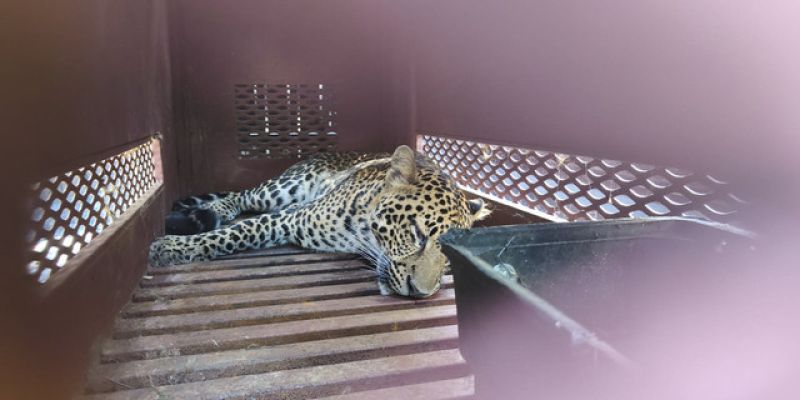 leopard.jpeg