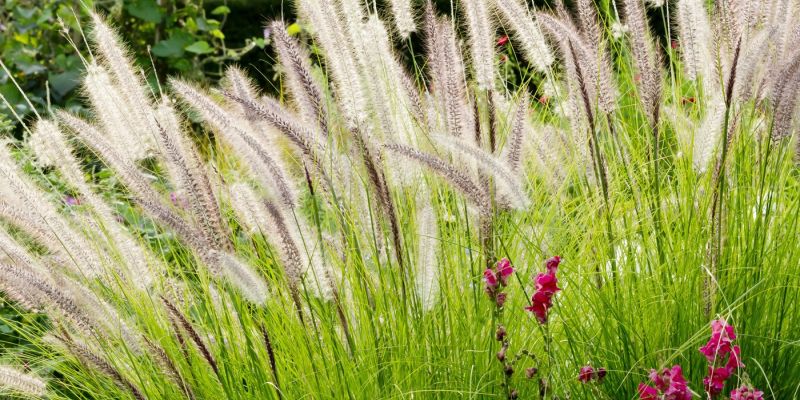 Pennisetum alopecuroides ‘Hameln’.jpg