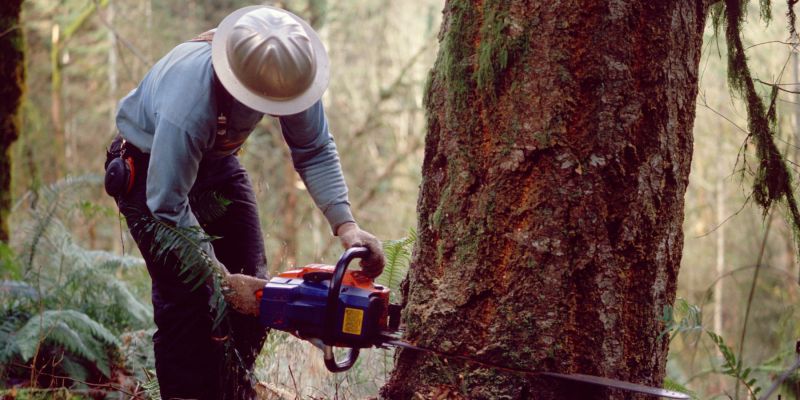 sečnja, motorka, gozd