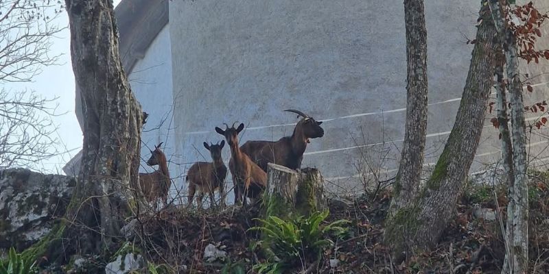 koza, tabor-nad-cerovim