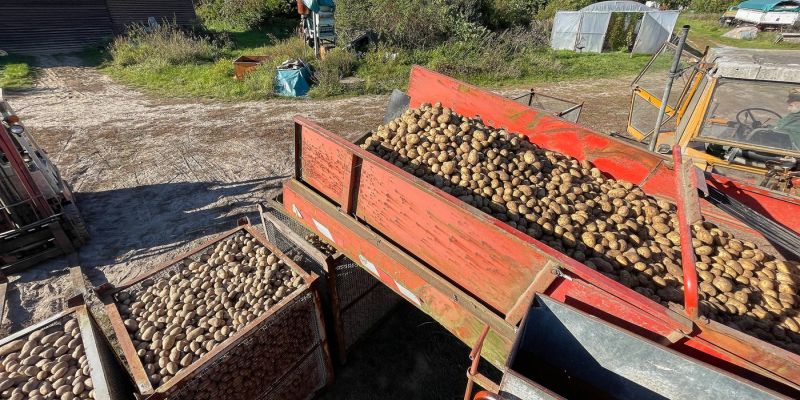 brandenburg, pridelava krompirja.jpg