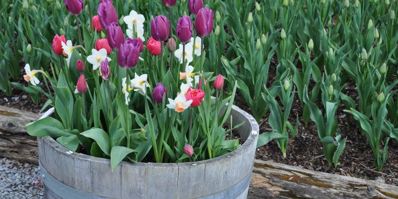 Sedaj sadimo2-dec25.jpg