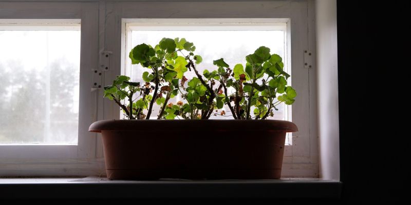 prezimovanje pelargoni j1