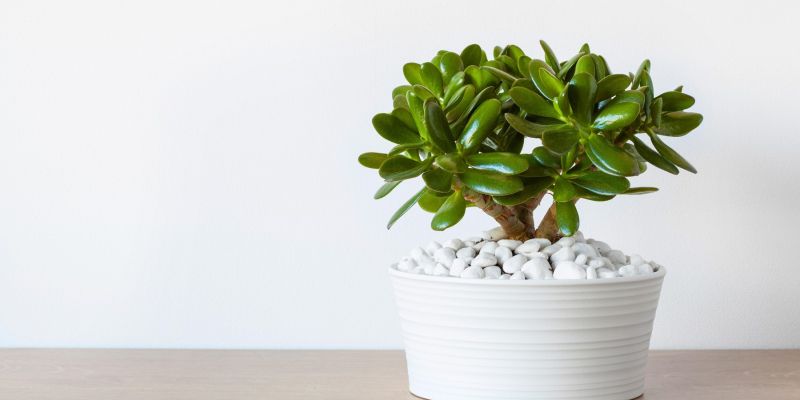 krasula, drevo-denarja, sobne-rastline