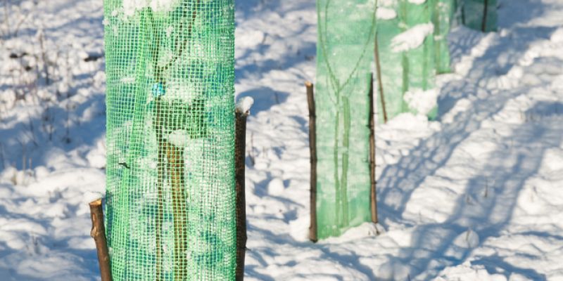 Zaščita mladih dreves1