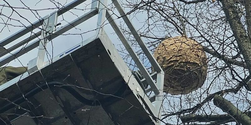 gnezdo, azijski sršen, Hürth