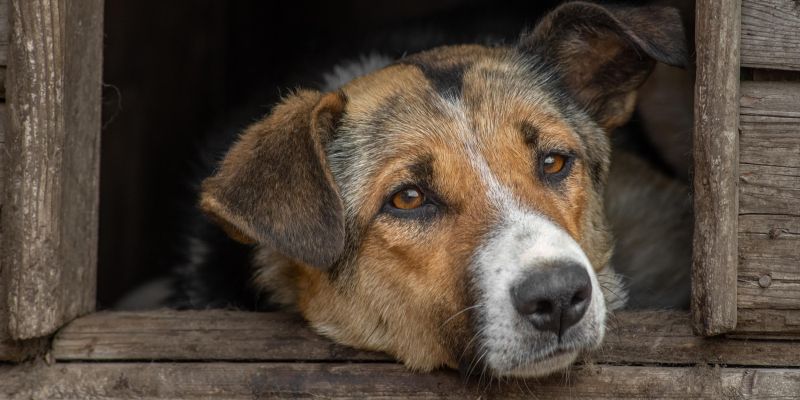 psi shutterstock.jpg