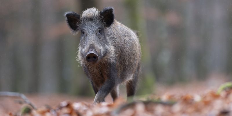 divji prašič.jpg