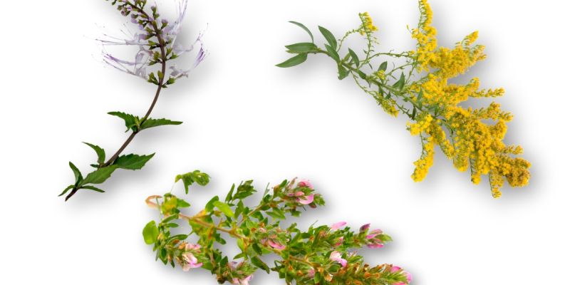 Rastline_za članek.jpg