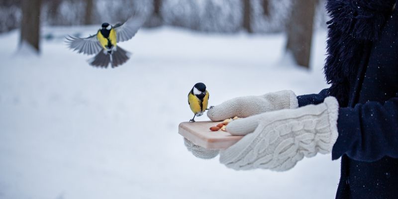 hrana za ptice pozimi