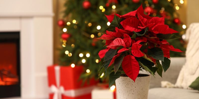 bozicna-zvezda, namizna-dekoracija