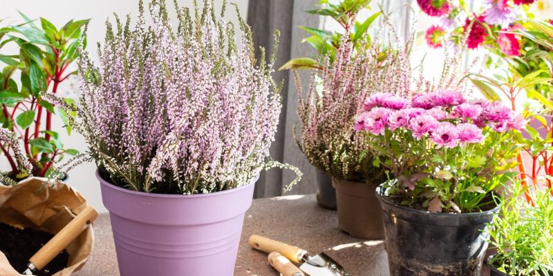 spomladanska-resa, erika, sobne-rastline