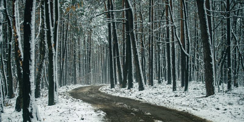 simbolična, sneg, zima, gozd, narava, goričko, drevo, snežinke, led