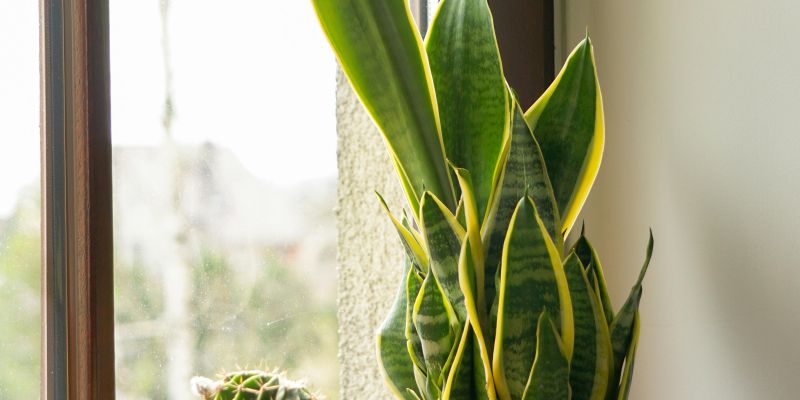 sansiveria zimska nega 2