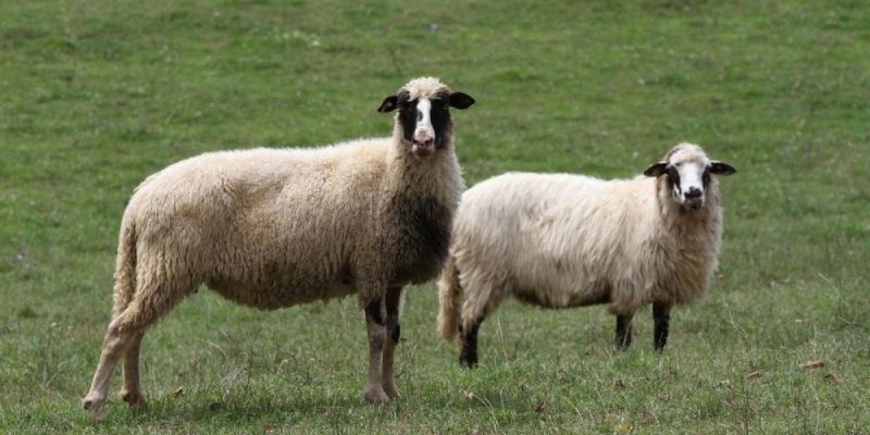 bolezen-modrikastega-jezika, andrej-katelic