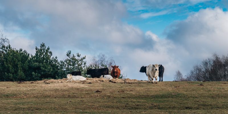 simbolična, krave, krava, goveda, govedo, pašnik, reja-krav, živali