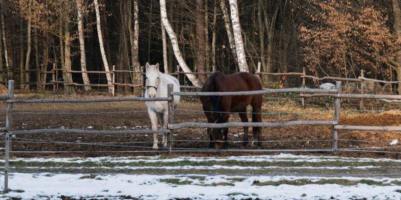 simbolična, konj, konji, poni, živali