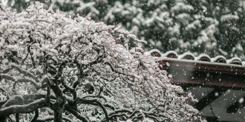 sneg na okrasnem vrtu