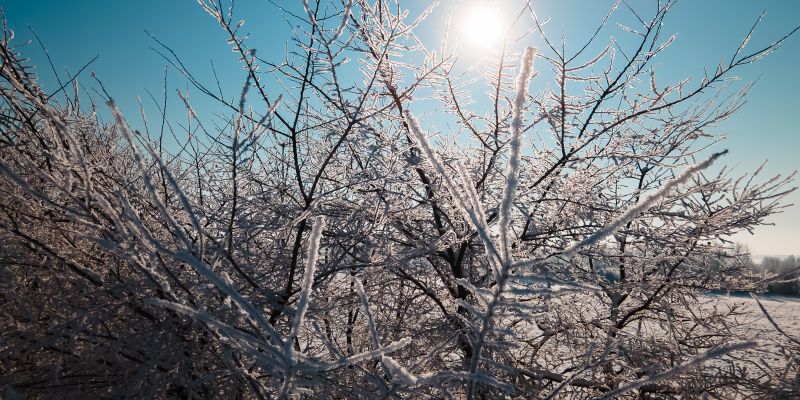 simbolična, zima, sneg, dron, gozd, narava, drevesa, zmrzal, sren