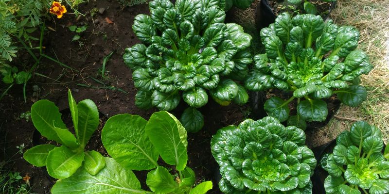 Tatsoi
