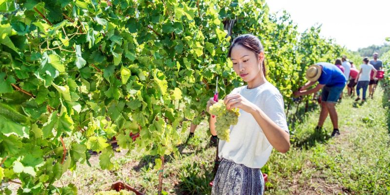 fakultete-za-vinogradnistvo-in-vinarstvo