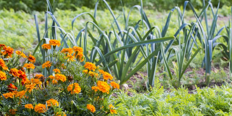 tagetes v zelenjavnem vrtu
