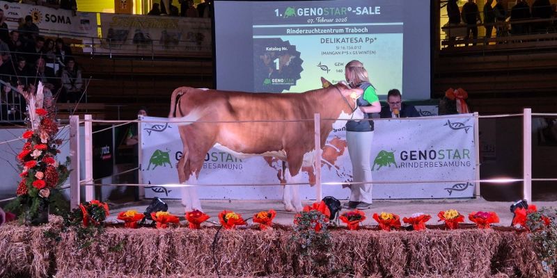 telica, delikatesa, branko-stuhec