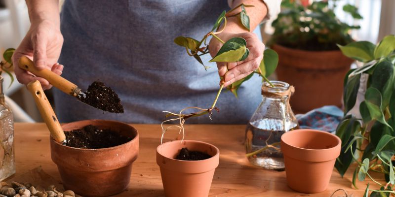 razmnoževanje sobnih rastlin