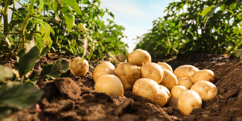 vrtnarjenje, krompir