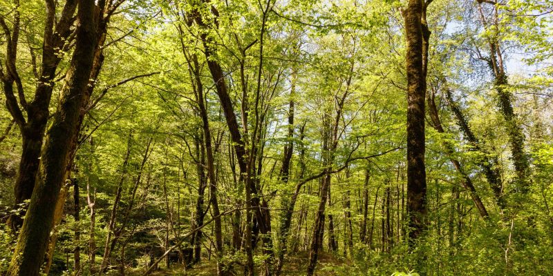 gozdni-vrt, pomurje, gozd