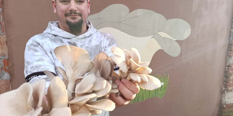 vgrow-mushroom, bukov-ostrigar, ratko-mirković