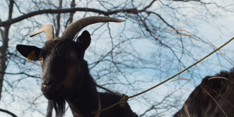 drezniska-koza-in-njeni-ljudje