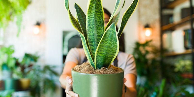 sanseverija, tascin-jezik