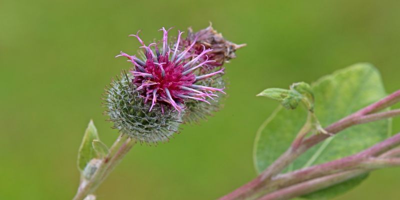 Navadni repinec, Arctium lappa